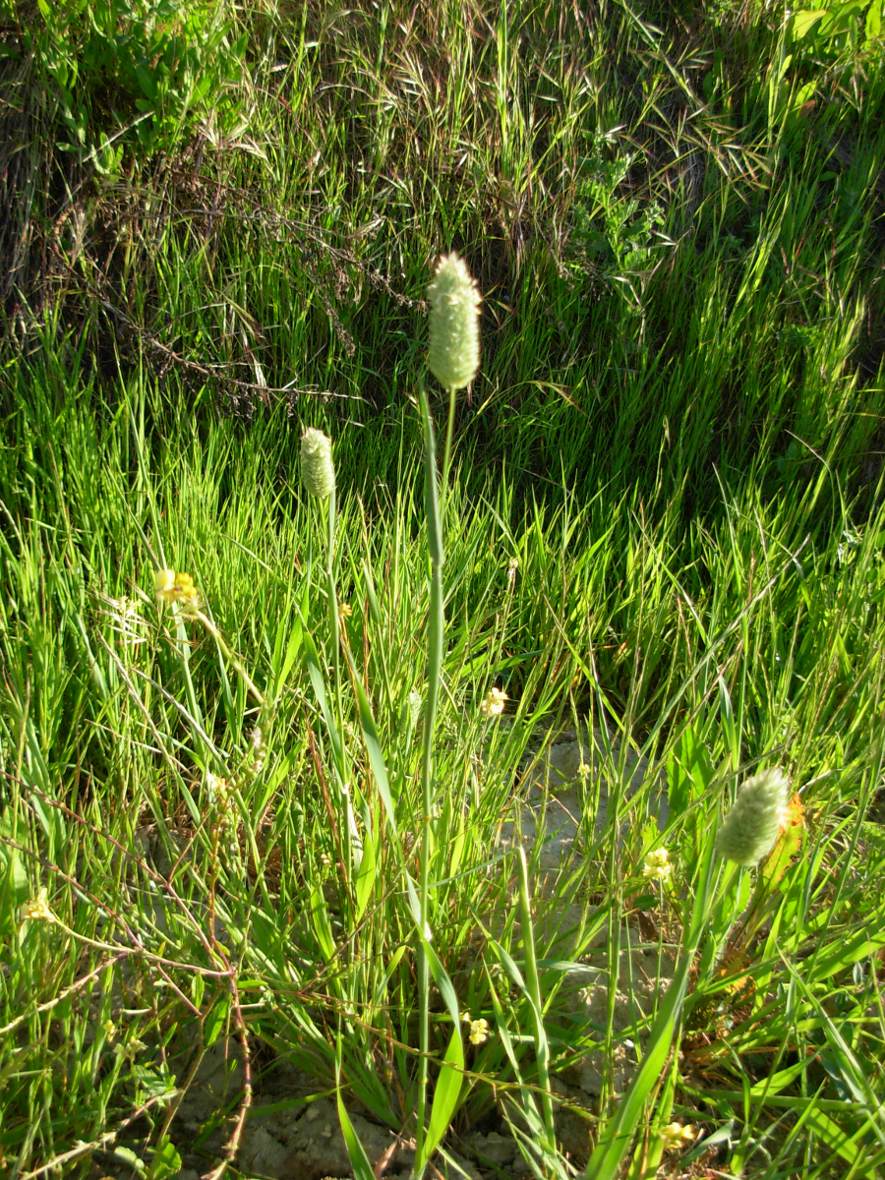 Phalaris brachystachys / Scagliola cangiante